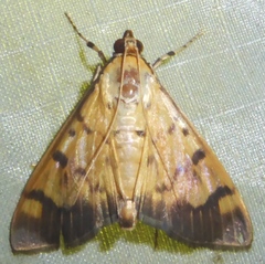 Syllepte fabiusalis