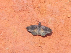 Theagenes dichrous