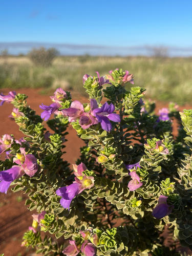 wedge-leaf desert fuchsia (Eremophila cuneifolia)