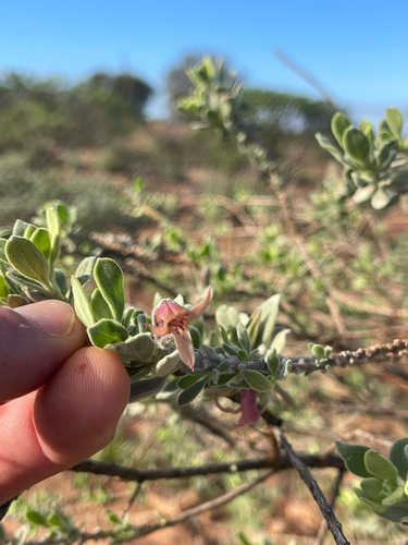 Wilcox bush (Eremophila forrestii)