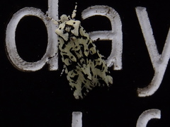 Lithophane venusta