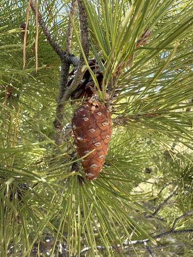 Aleppo pine