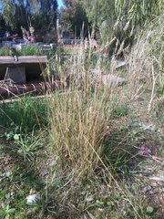 Enneapogon nigricans