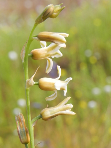 Image of Dipcadi ursulae by no rights reserved
