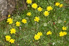 Hypochaeris robertia