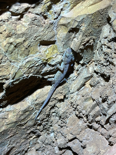 Spotted Gecko, Gehyra punctata