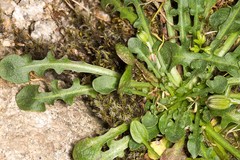 Hypochaeris robertia