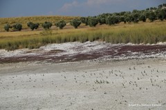 Microcnemum coralloides