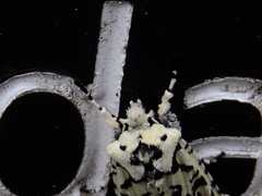 Lithophane venusta