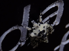 Lithophane venusta