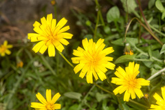 Hypochaeris robertia