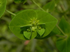Euphorbia rothiana