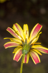 Hypochaeris robertia