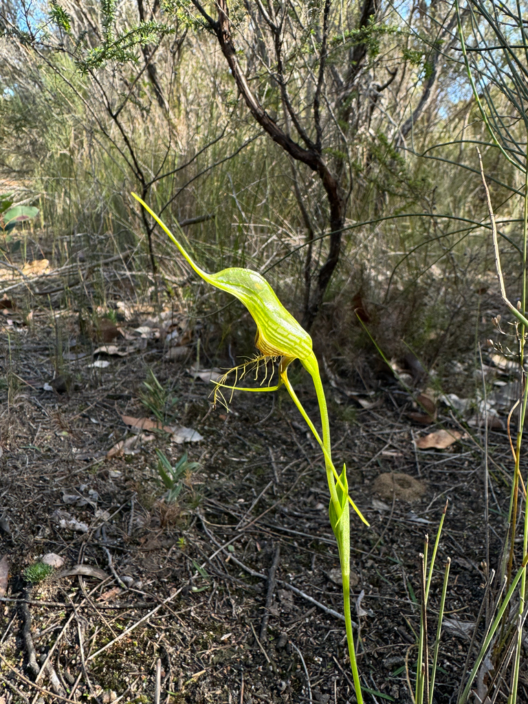 Pterostylis heberlei