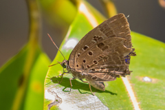 Arhopala eurisus