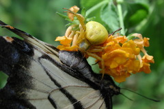 Misumenoides formosipes