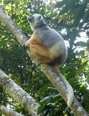 Propithecus diadema