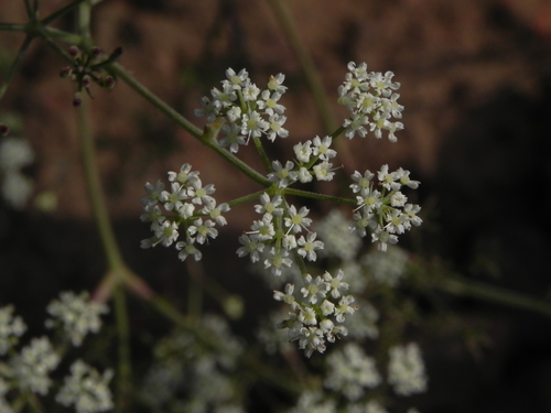 Image of Pimpinella Adscendens (Pimpinella adscendens) by no rights reserved
