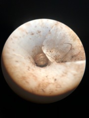 Strobilops
