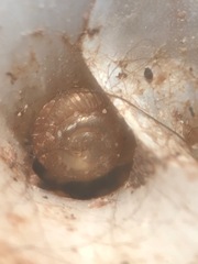 Strobilops
