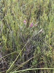 Indigofera rhodantha