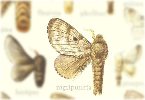 Tolype nigripuncta