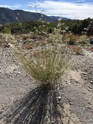 Deverra scoparia scoparia