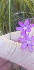 Thereianthus juncifolius