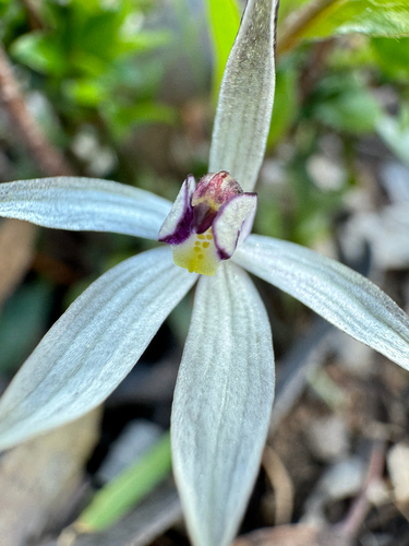 sugar orchid (Caladenia saccharata)