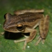 Common Southeast Asian Tree Frog - Photo (c) Thomas Brown, some rights reserved (CC BY-NC), uploaded by Thomas Brown