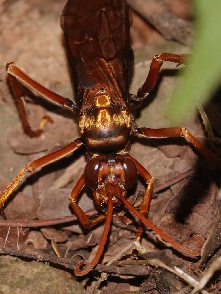 Hemipepsis ceylonica
