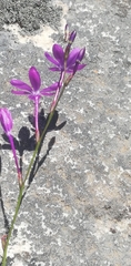 Thereianthus juncifolius