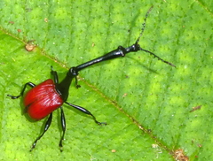 Trachelophorus giraffa