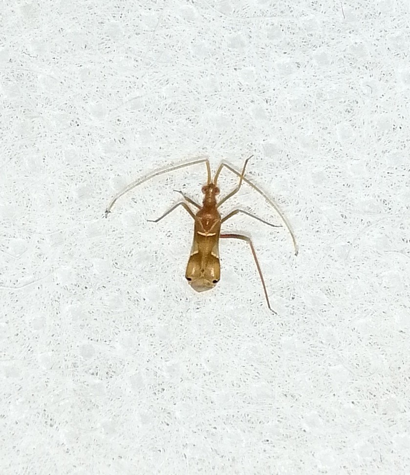 Acrorrhinium monoceros