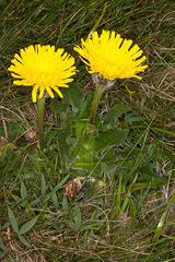 Hypochaeris uniflora