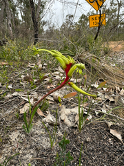 Anigozanthos bicolor, photograph (c) Tyler Anthony, some rights reserved (CC BY)