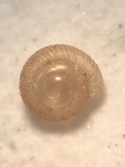 Strobilops
