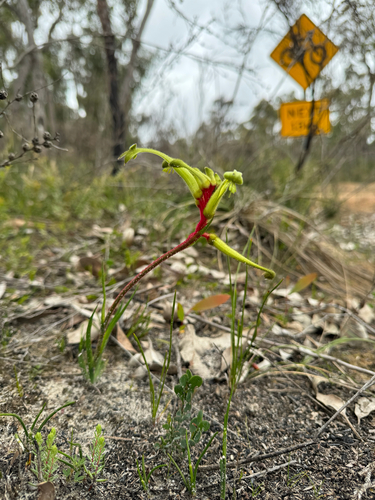 Anigozanthos bicolor, photograph 4