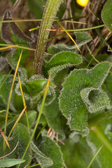 Hypochaeris uniflora