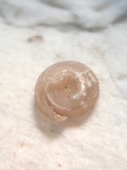 Strobilops