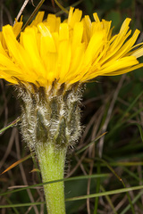 Hypochaeris uniflora