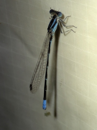 Argia leonorae