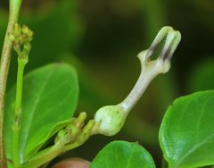 Ceropegia bulbosa