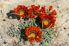Gazania leiopoda