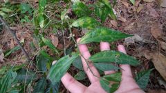 Elatostema