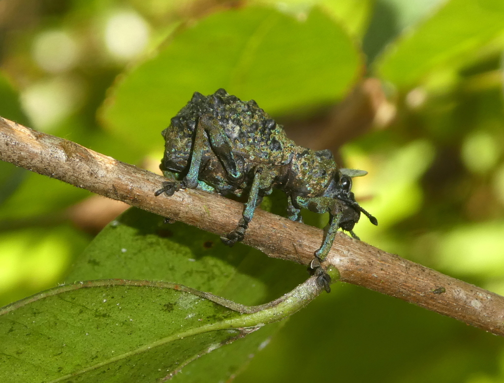 Holonychus acanthopus