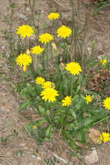 Hypochaeris achyrophorus