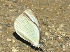 Itaballia demophile centralis