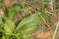 Hypochaeris achyrophorus