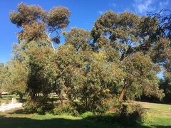 Eucalyptus leucoxylon leucoxylon
